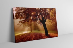 Rackhams Autumn Sunburst - Framed Print 30 x 20 inch - thumbnail 3
