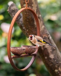 Rackhams Double Hanging Bird Feeder Ring - thumbnail 3