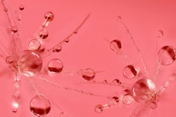 Rackhams Pink Bubbles - Framed Print 16 x 12 inch - thumbnail 5