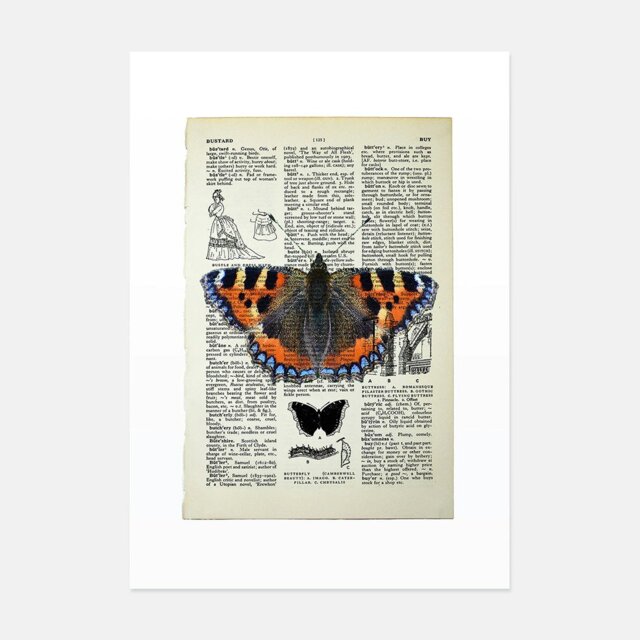 Rackhams Tortoiseshell butterfly vintage book page art print - No frame - image 1