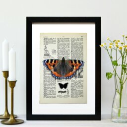 Rackhams Tortoiseshell butterfly vintage book page art print - No frame - thumbnail 3