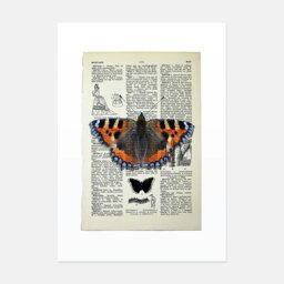 Rackhams Tortoiseshell butterfly vintage book page art print - No frame - thumbnail 1