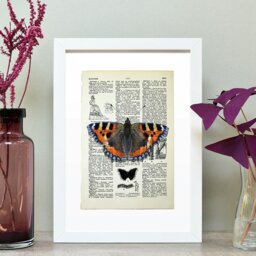 Rackhams Tortoiseshell butterfly vintage book page art print - No frame - thumbnail 2