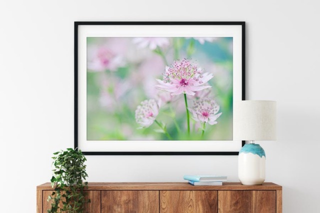 Rackhams Little Masterwort - Framed Print 16 x 12 inch - image 1
