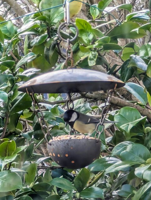 Rackhams Chain Hanging Bird Feeder - image 1