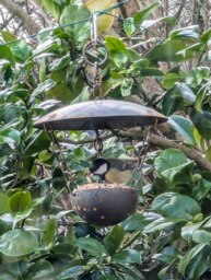 Rackhams Chain Hanging Bird Feeder - thumbnail 4