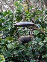 Rackhams Chain Hanging Bird Feeder - thumbnail 2