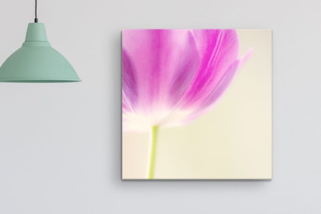 Rackhams Pink Tulip - Framed Print 20 x 20 inch - image 1