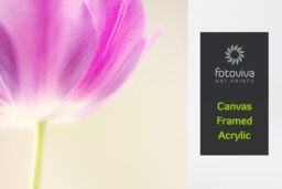 Rackhams Pink Tulip - Framed Print 20 x 20 inch - thumbnail 4