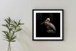Rackhams Guardian of the Coast - Framed Print 20 x 20 inch - thumbnail 1