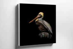 Rackhams Guardian of the Coast - Framed Print 20 x 20 inch - thumbnail 3