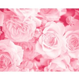Rackhams Petals Wall Mural - Rose Pink - Medium - W300cm x H240cm - thumbnail 2