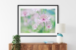 Rackhams Little Masterwort - Framed Print 30 x 20 inch