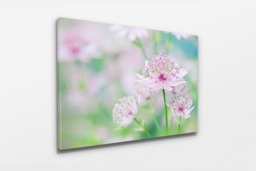 Rackhams Little Masterwort - Framed Print 30 x 20 inch - thumbnail 2