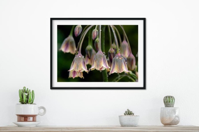 Rackhams Rain Bells - Framed Print 16 x 12 inch - image 1
