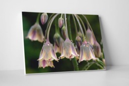 Rackhams Rain Bells - Framed Print 16 x 12 inch - thumbnail 3