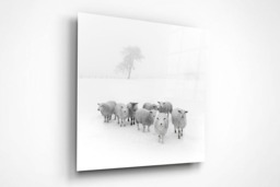 Rackhams Winter Woolies - Framed Print 20 x 20 inch - thumbnail 3
