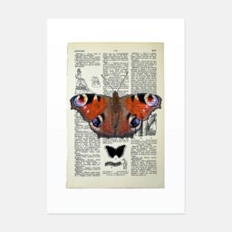 Rackhams Peacock butterfly vintage book page art print - Black - thumbnail 2