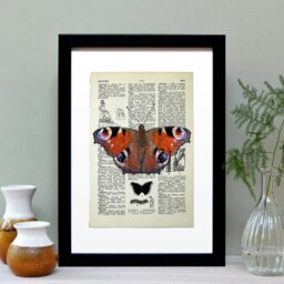 Rackhams Peacock butterfly vintage book page art print - Black