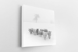 Rackhams Winter Woolies - Framed Print 24 x 24 inch - thumbnail 2