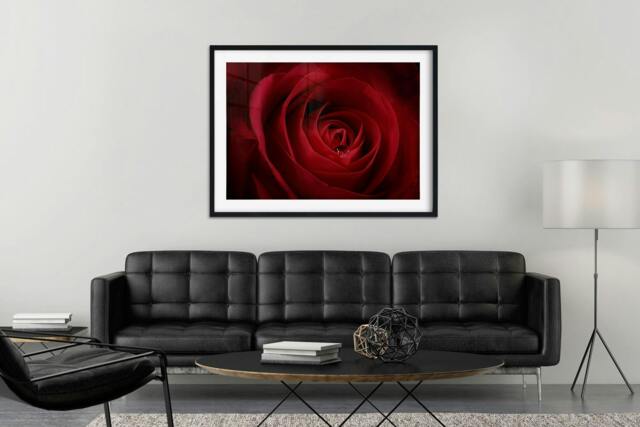 Rackhams Droplet on a Rose - Framed Print 16 x 12 inch - image 1