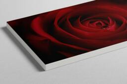 Rackhams Droplet on a Rose - Framed Print 16 x 12 inch - thumbnail 3