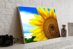 Rackhams Sunflower - Framed Print 16 x 12 inch