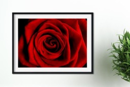 Rackhams Big Red - Framed Print 16 x 12 inch - thumbnail 1