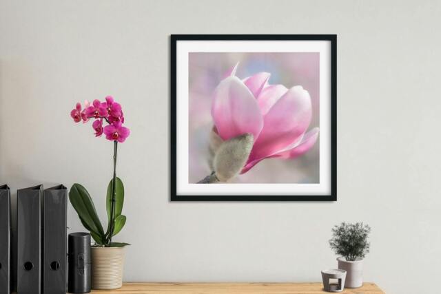 Rackhams Pink Magnolia - Framed Print 24 x 24 inch - image 1