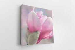 Rackhams Pink Magnolia - Framed Print 24 x 24 inch - thumbnail 3
