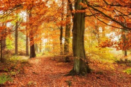 Rackhams Autumn Woodland - Framed Print 30 x 20 inch - thumbnail 4