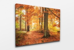 Rackhams Autumn Woodland - Framed Print 30 x 20 inch - thumbnail 3