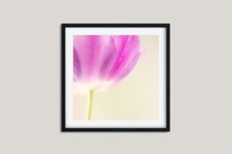 Rackhams Pink Tulip - Framed Print 24 x 24 inch - thumbnail 3