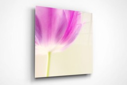 Rackhams Pink Tulip - Framed Print 24 x 24 inch - thumbnail 2