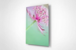 Rackhams Soft on Astrantia - Framed Print 20 x 16 inch - thumbnail 2