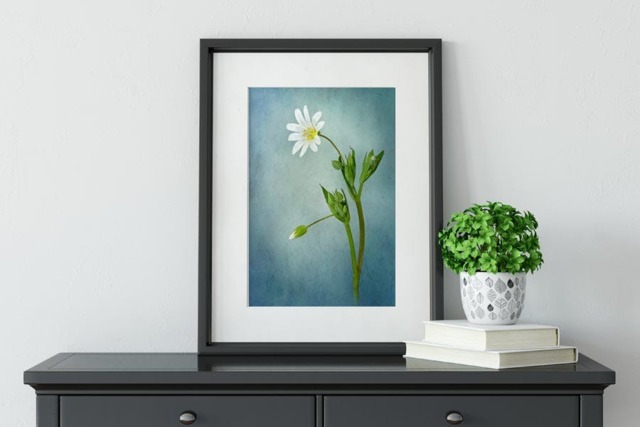 Rackhams Simply Stitchwort - Framed Print 30 x 20 inch - image 1