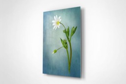 Rackhams Simply Stitchwort - Framed Print 30 x 20 inch - thumbnail 3