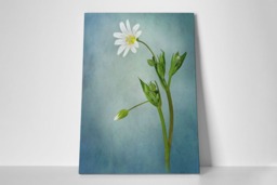 Rackhams Simply Stitchwort - Framed Print 30 x 20 inch - thumbnail 2