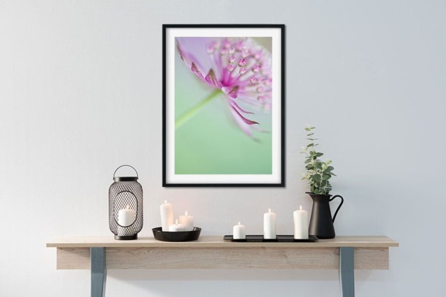 Rackhams Soft on Astrantia - Framed Print 16 x 12 inch - image 1
