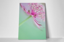 Rackhams Soft on Astrantia - Framed Print 16 x 12 inch - thumbnail 3