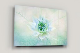 Rackhams Love in a Mist II - Framed Print 30 x 20 inch - thumbnail 3