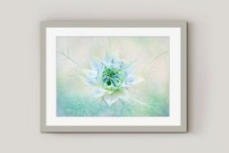 Rackhams Love in a Mist II - Framed Print 30 x 20 inch - thumbnail 2