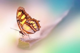 Rackhams Malachite Butterfly - Framed Print 30 x 20 inch - thumbnail 4