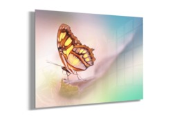 Rackhams Malachite Butterfly - Framed Print 30 x 20 inch - thumbnail 2