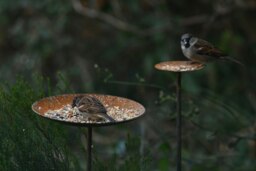 Rackhams Complete Bird Feeder Bundle - thumbnail 3