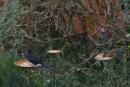 Rackhams Complete Bird Feeder Bundle - thumbnail 4
