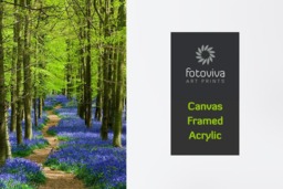 Rackhams Bluebell Walk - Framed Print 20 x 16 inch - thumbnail 4