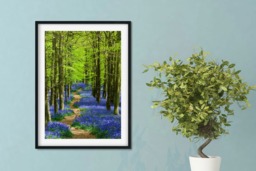 Rackhams Bluebell Walk - Framed Print 20 x 16 inch - thumbnail 1
