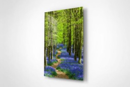 Rackhams Bluebell Walk - Framed Print 20 x 16 inch - thumbnail 3