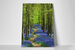 Rackhams Bluebell Walk - Framed Print 20 x 16 inch - thumbnail 2